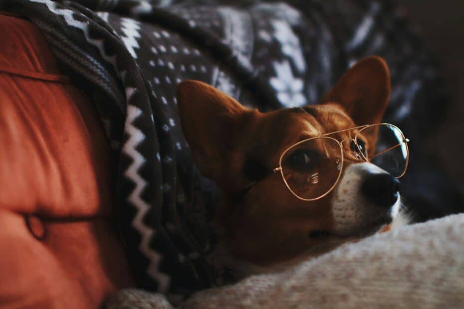 Piccolo cane che indossa occhiali da sole